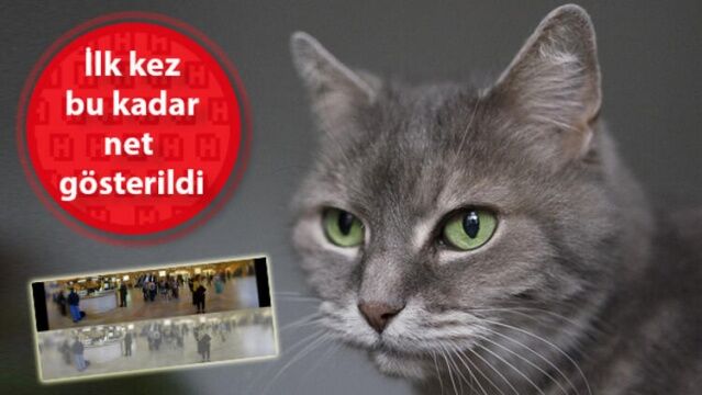 KEDİLER DÜNYAYI NASIL GÖRÜR?