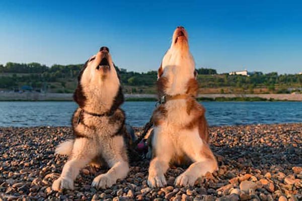 two-huskies-howling-on-lakeside-beach-SW