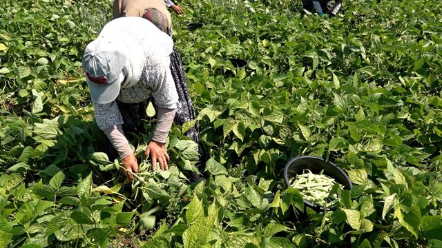 Tarla Koylu Ekim Urun Fasulye (3)
