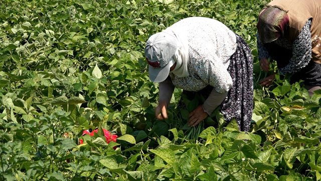 Tarla Koylu Ekim Urun Fasulye (5)