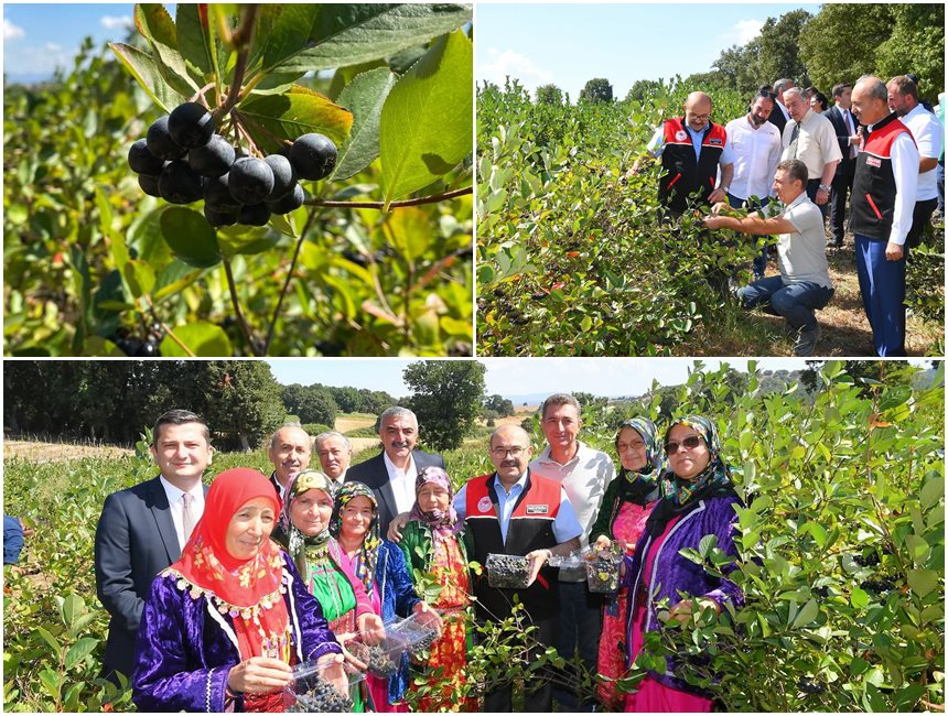 Vali Ustaoglu Avonya3