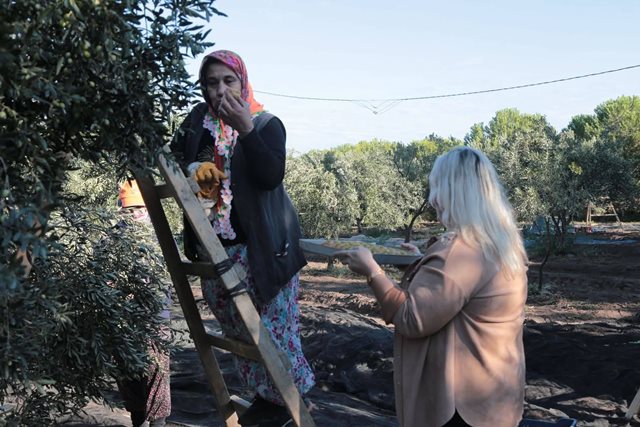 Zeytin Hasat11