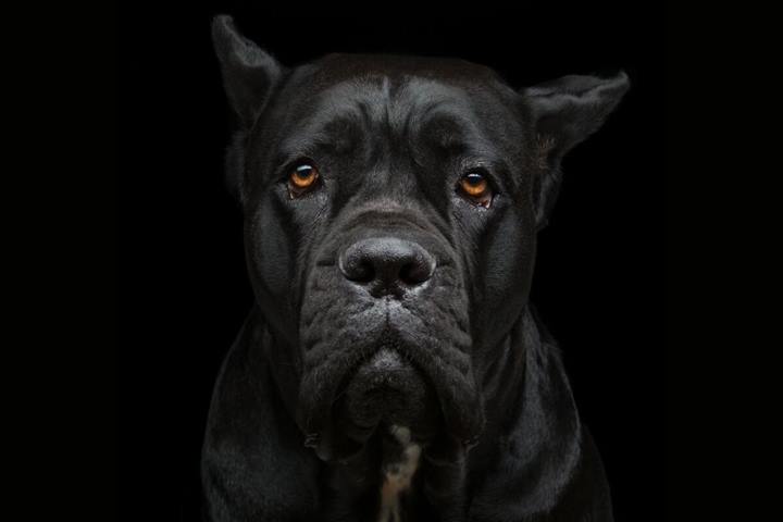 Cane Corso 3