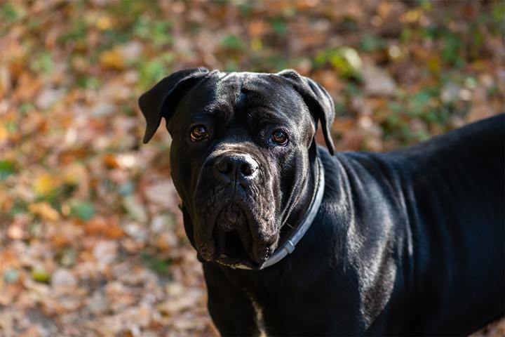 Cane Corso