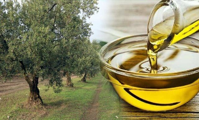 Zeytin Agac Yag