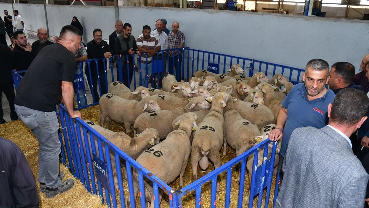 Susurluk’ta Üreticilere 47 Damızlık Koç Hibe Edildi!
