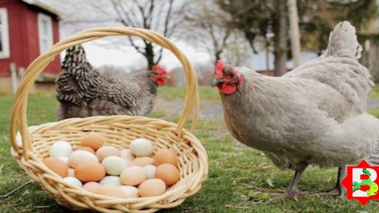 Tavuk eti üretimi arttı, yumurta sayısı azaldı