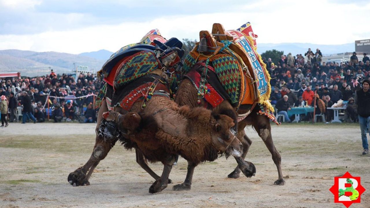 Burhaniye'de develer güreşti, insanlar eğlendi