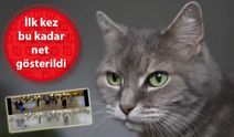 KEDİLER DÜNYAYI NASIL GÖRÜR?
