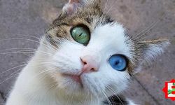 Kediler hakkında bilmeniz gereken 27 özellik