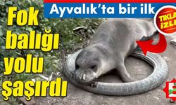 Ayvalık sokaklarında yavru bir Fok balığı