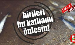 Çevre katliamı. Deredeki balıklar can çekişiyor!