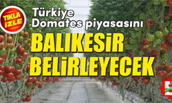 Balıkesir Gönen'e domates üretim üssü kuruluyor