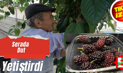 Balıkesirli çiftçi sera ortamında dut yetiştirdi