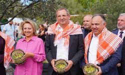 Ayvalık Zeytin Hasat Festivalinde renkli görüntüler