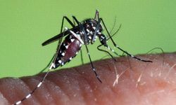 Balıkesir'de sivrisinekle havadan karadan mücadele