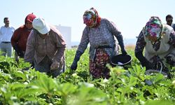 Bamya üretiminde Türkiye 2'ncisi Balıkesirli çiftçiye destek