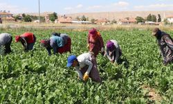 Balıkesir'de mevsimlik tarım işçi ücretleri belli oldu