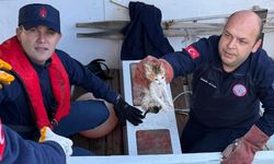 Ateşin Kahramanları bu kez kedi hayatı kurtardı