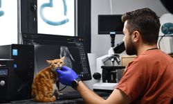 Balıkesir’de can dostlar Büyükşehir eliyle güvende