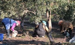 Ayvalık'ta zeytin hasadı dua ve hayır yemeğiyle başladı