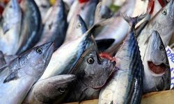 Balık Pazarında alarm! Palamut yerine Tombik satıyorlar