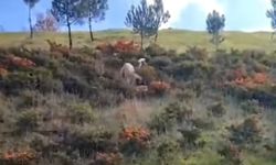 Kangal ile Kurt boğuştu! Nefes kesen anlar kamerada!