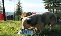 Altıeylül Hayvan Barınağı tüm birimleriyle hizmete açıldı