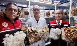 Balıkesir mantar yetiştiriciliğinde yeni bir kapı açtı