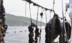 Midye üretiminde Balıkesir Türkiye birincisi