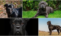 Cane Corso: Asil Bir Koruyucu Sahiplenmeden Önce Bilmeniz Gerekenler