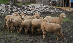 Yücel Yılmaz başlattı, Ahmet Akın devam ettiriyor