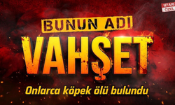 Edremit’te şok görüntü.. 40 köpek ölü bulundu