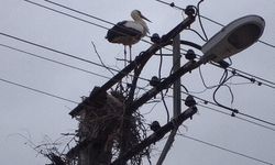 İlgilenilmezse Leylek kalmayacak.. Sındırgı’nın sessiz çığlığı