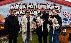 Balıkesir cadde ve sokaklarında sahipsiz köpek kalmadı