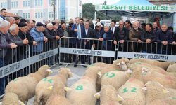 Kepsut Belediyesi’nden hayvancılığa güçlü katkı