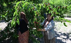 Türkiye'nin en kaliteli kirazı bahçede 35, tezgahta 200 lira