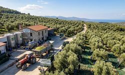 ZEYTİNYAĞI SEKTÖRÜNDE TEKELLEŞME ALARMI