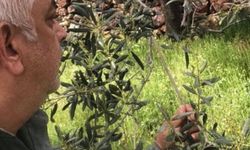 Zeytin üreticisinden kara haber: Ürün bu yıl dalında kalır!