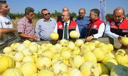 Bereketli toprakların eşsiz lezzeti tarladan toplandı