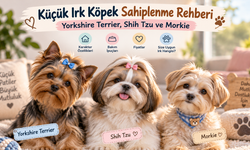 Küçük Irk Köpek Sahiplenme Rehberi: Yorkshire Terrier, Shih Tzu ve Morkie