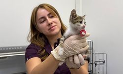 Eziyet edilen minik kedi Büyükşehir korumasında