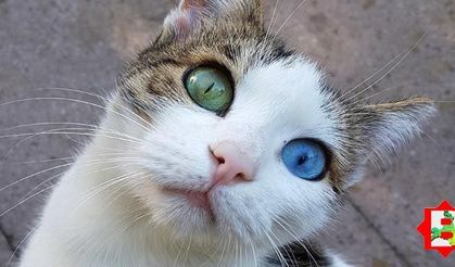 Kediler hakkında bilmeniz gereken 27 özellik