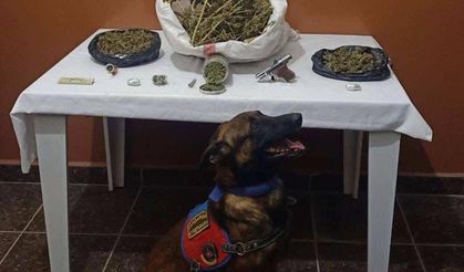 Narkotik köpeği kendi koymuş gibi buldu