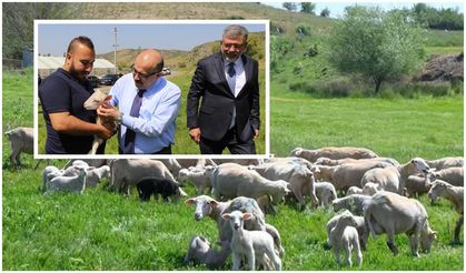 Balıkesir Kuzuları Vefalı Yurt Kepsut'ta yetişiyor