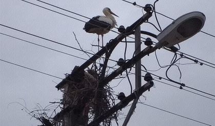 İlgilenilmezse Leylek kalmayacak.. Sındırgı’nın sessiz çığlığı