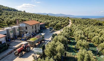 ZEYTİNYAĞI SEKTÖRÜNDE TEKELLEŞME ALARMI