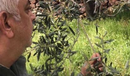 Zeytin üreticisinden kara haber: Ürün bu yıl dalında kalır!