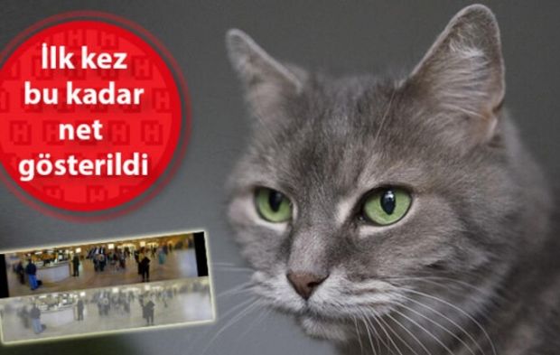 KEDİLER DÜNYAYI NASIL GÖRÜR?