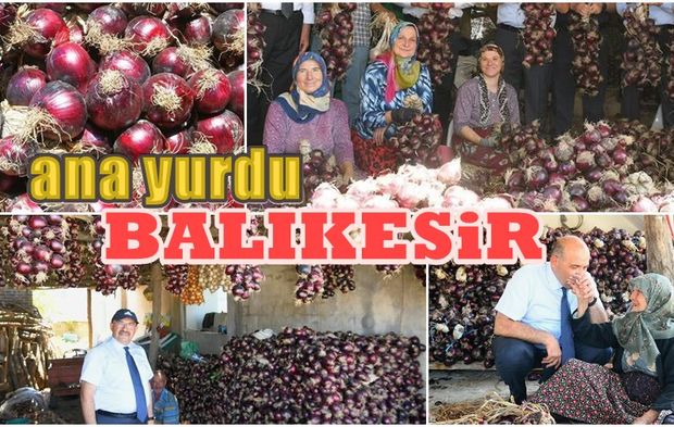 TÜRKİYE'DE TEK ERDEK'TE YETİŞİYOR